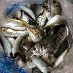 やっぱり前回のはマグレだった・・・