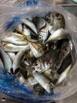 やっぱり前回のはマグレだった・・・