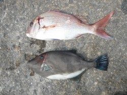 北港釣り公園　マダイ＆ウマヅラハギの釣果