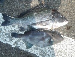 和歌山北港魚つり公園　チヌ、ウマヅラ