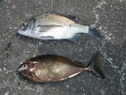 和歌山北港魚つり公園　チヌ、アイゴ