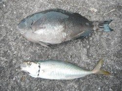 和歌山北港魚つり公園　グレ、アジ良型