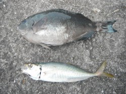 和歌山北港魚つり公園　グレ、アジ良型