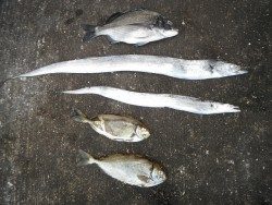 北港釣り公園　タチウオ・チヌ・アイゴの釣果