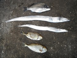 北港釣り公園　タチウオ・チヌ・アイゴの釣果…