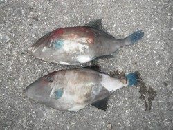 北港魚釣り公園　ウマヅラハギ34・35cmの釣果