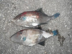 北港魚釣り公園　ウマヅラハギ34・35cm…