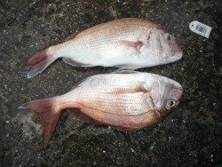 和歌山北港魚つり公園 投稿