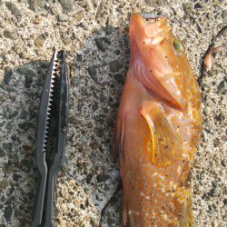 ロックフィッシュ