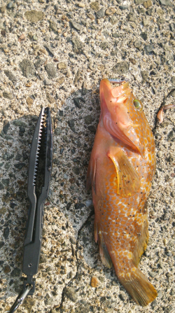 ロックフィッシュ