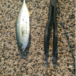 ロックフィッシュ