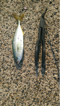 ロックフィッシュ