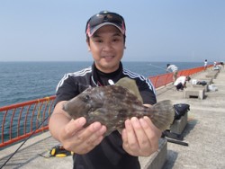 神戸市立平磯海づり公園　マルハギ　記録賞！…