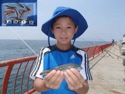 神戸市立平磯海づり公園　胴突でベラ