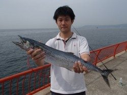 神戸市立平磯海づり公園　サワラ 	67cm！