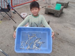 平磯海釣り公園　サビキでイワシ42尾