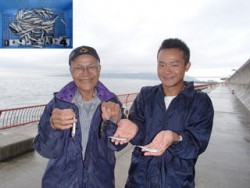 サビキでイワシ大漁！神戸市立平磯海づり公園…