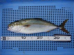 神戸市立平磯海づり公園　ルアーでツバス