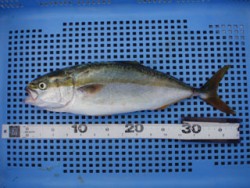 神戸市立平磯海づり公園　ルアーでツバス