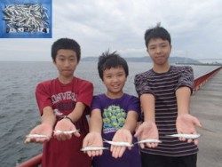 神戸市立平磯海づり公園　イワシ数釣り