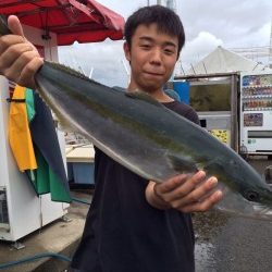 雨の釣り堀、青物にマダイ
