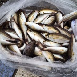 雨のマリーナシティ、サビキでイサキ