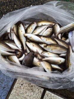 雨のマリーナシティ、サビキでイサキ