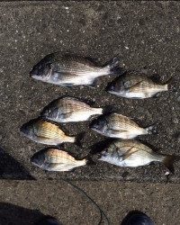 マリーナシティ海釣り公園　紀州釣りでチヌの釣果