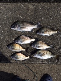 マリーナシティ海釣り公園　紀州釣りでチヌの釣果