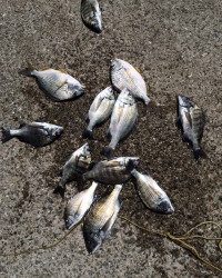 マリーナシティ海釣り公園　紀州釣りでチヌの釣果