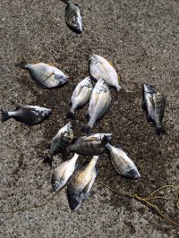 マリーナシティ海釣り公園　紀州釣りでチヌの…