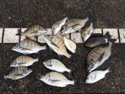 紀州釣りでチヌ大漁！