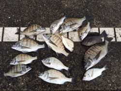 紀州釣りでチヌ大漁！