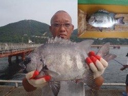 神戸市立須磨海づり公園　イシダイ 記録賞！ 42.1cm！