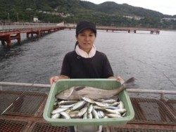 神戸市立須磨海づり公園　サビキでアジ、ハネ