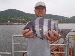 神戸市立須磨海づり公園　イシダイ33.1cm