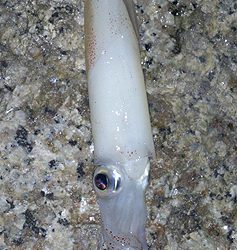 ケンサキ＆メバルの釣行