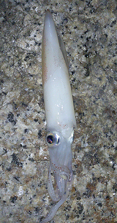 ケンサキ＆メバルの釣行