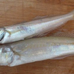 ファミリーフィッシング【投げ釣り】