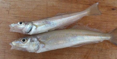 ファミリーフィッシング【投げ釣り】