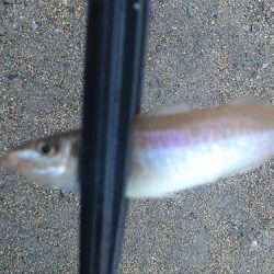 早朝キスゲーム