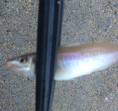 早朝キスゲーム