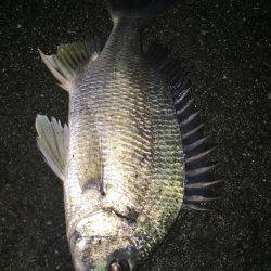 キビレ、ガシラ