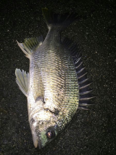 キビレ、ガシラ