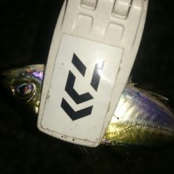 アジングなのに