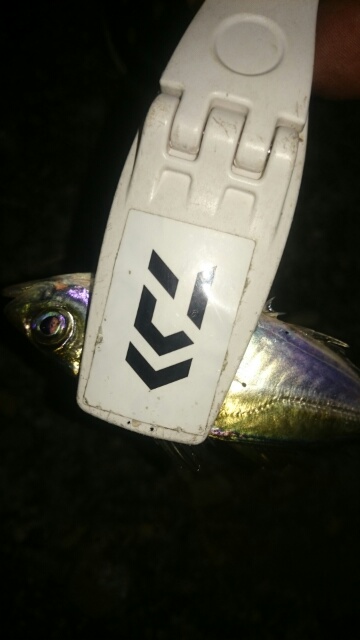 アジングなのに