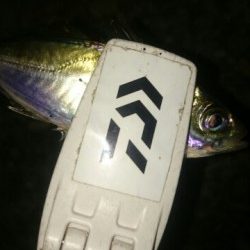 アジングなのに