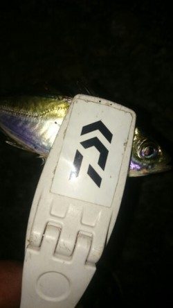 アジングなのに