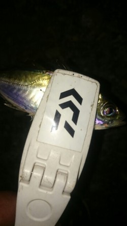 アジングなのに