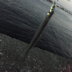 今年初タチウオ